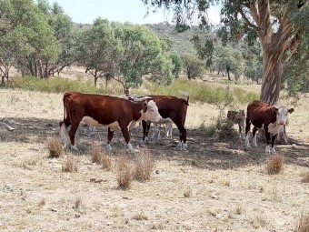 Poll Hereford Cows with calves at foot