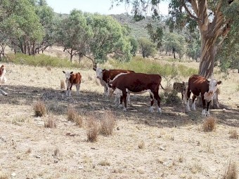 Poll Hereford Cows with calves at foot