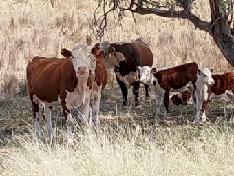 Poll Hereford Cows with calves at foot