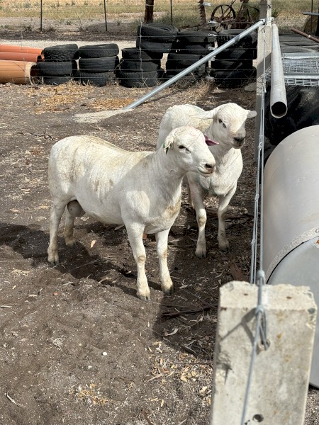 Aussie White Rams x 2