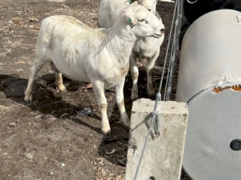 Aussie White Rams x 2