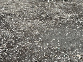 Aussie White Rams x 2