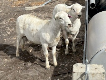 Aussie White Rams x 2
