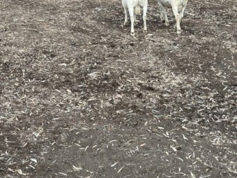 Aussie White Rams x 2