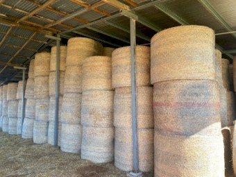 Quality lucerne hay - excellent feed test