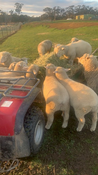 50 Ewes. No GST applicable