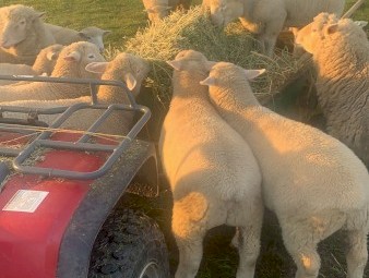 50 Ewes. No GST applicable