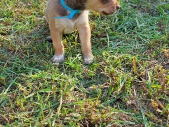 Kelpie x Koolie Pups 
