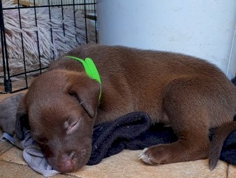 Kelpie x Koolie Pups 