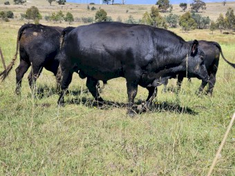 Registered Angus Bulls - Pharo Cattle Australia