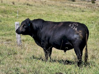 Registered Angus Bulls - Pharo Cattle Australia