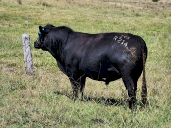 Registered Angus Bulls - Pharo Cattle Australia