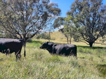 Registered Angus Bulls - Pharo Cattle Australia