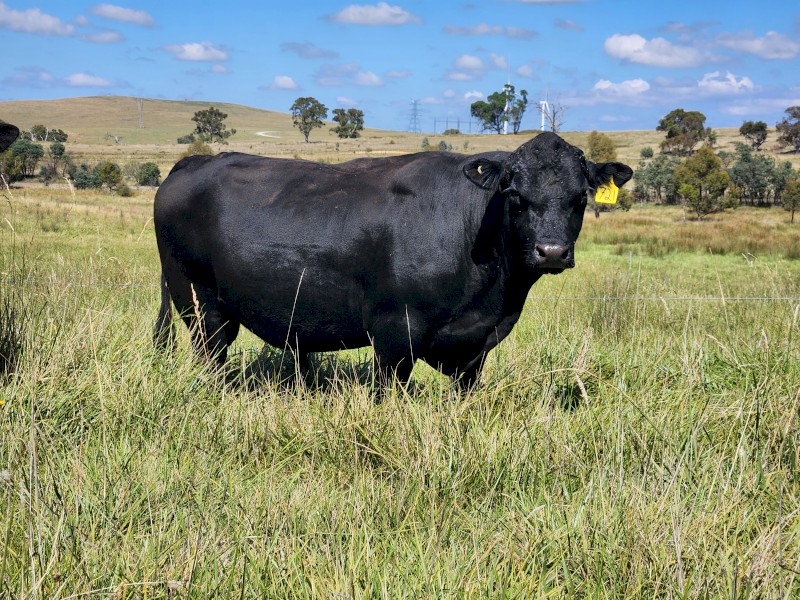 Pure Bred Heritage Angus Bull