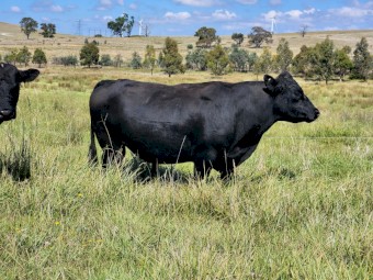 Pure Bred Heritage Angus Bull