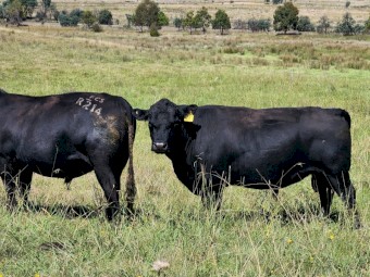 Pure Bred Heritage Angus Bull