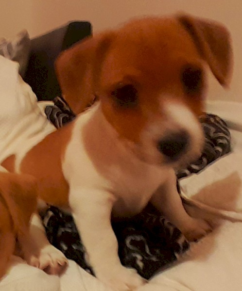 Beautiful Boy Jack Russell Terrior