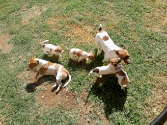 Beautiful Boy Jack Russell Terrior