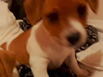 Beautiful Boy Jack Russell Terrior
