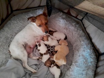 Beautiful Boy Jack Russell Terrior