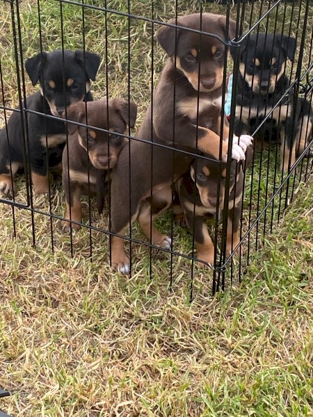 1 Kelpie Puppy - Tarwin Lower