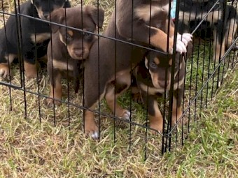 1 Kelpie Puppy - Tarwin Lower