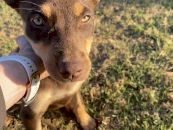 1 Kelpie Puppy - Tarwin Lower