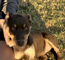 1 Kelpie Puppy - Tarwin Lower