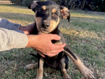 1 Kelpie Puppy - Tarwin Lower