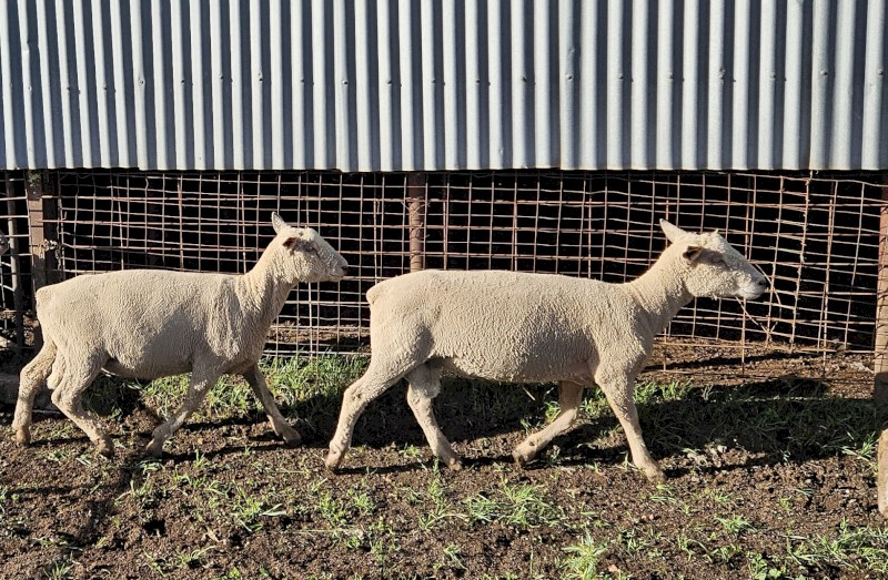 Southdown Rams