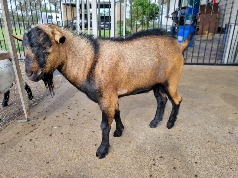 Registered Gen 3 Miniature Buck