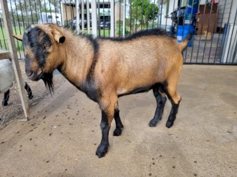 Registered Gen 3 Miniature Buck