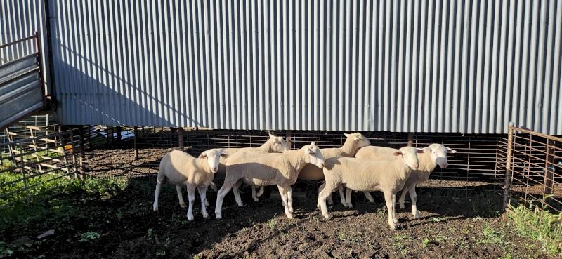 White Suffolk Rams