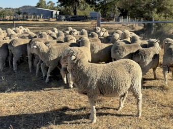 Young merino ewes