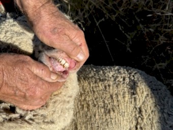 Young merino ewes