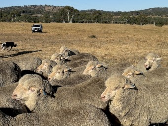 Young merino ewes