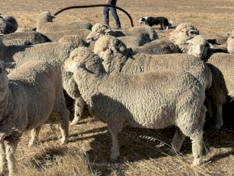 Young merino ewes