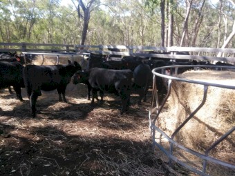 ANGUS HEIFER WEANERS
