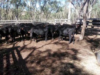 ANGUS HEIFER WEANERS
