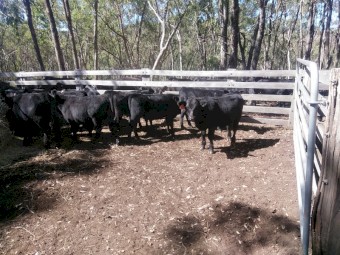ANGUS HEIFER WEANERS