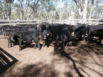 ANGUS HEIFER WEANERS