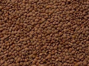 WANTED Lentils Nipper Type, Crop Year 2023/24