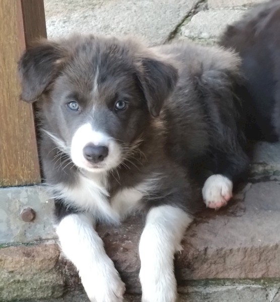 Border collie puppies | Farm Tender