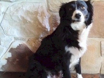 Border collie puppies 