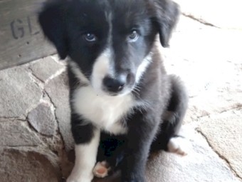 Border collie puppies 