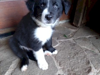 Border collie puppies 