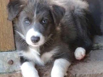 Border collie puppies 