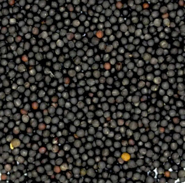 WANTED Canola Seed 500 Metric Ton DCT price to Adelaide Port
