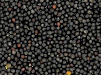 WANTED Canola Seed 500 Metric Ton DCT price to Adelaide Port