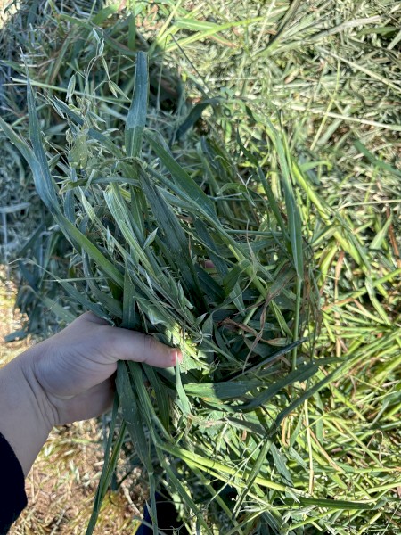 Oaten hay 23/24 season